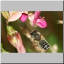 Megachile ericetorum - Heide-Blattschneiderbiene m11c 11mm.jpg
